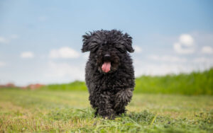 Puli in der Natur