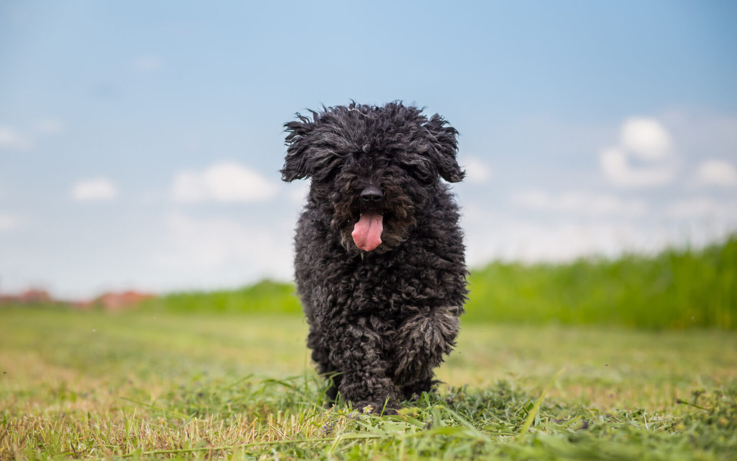 Puli in der Natur