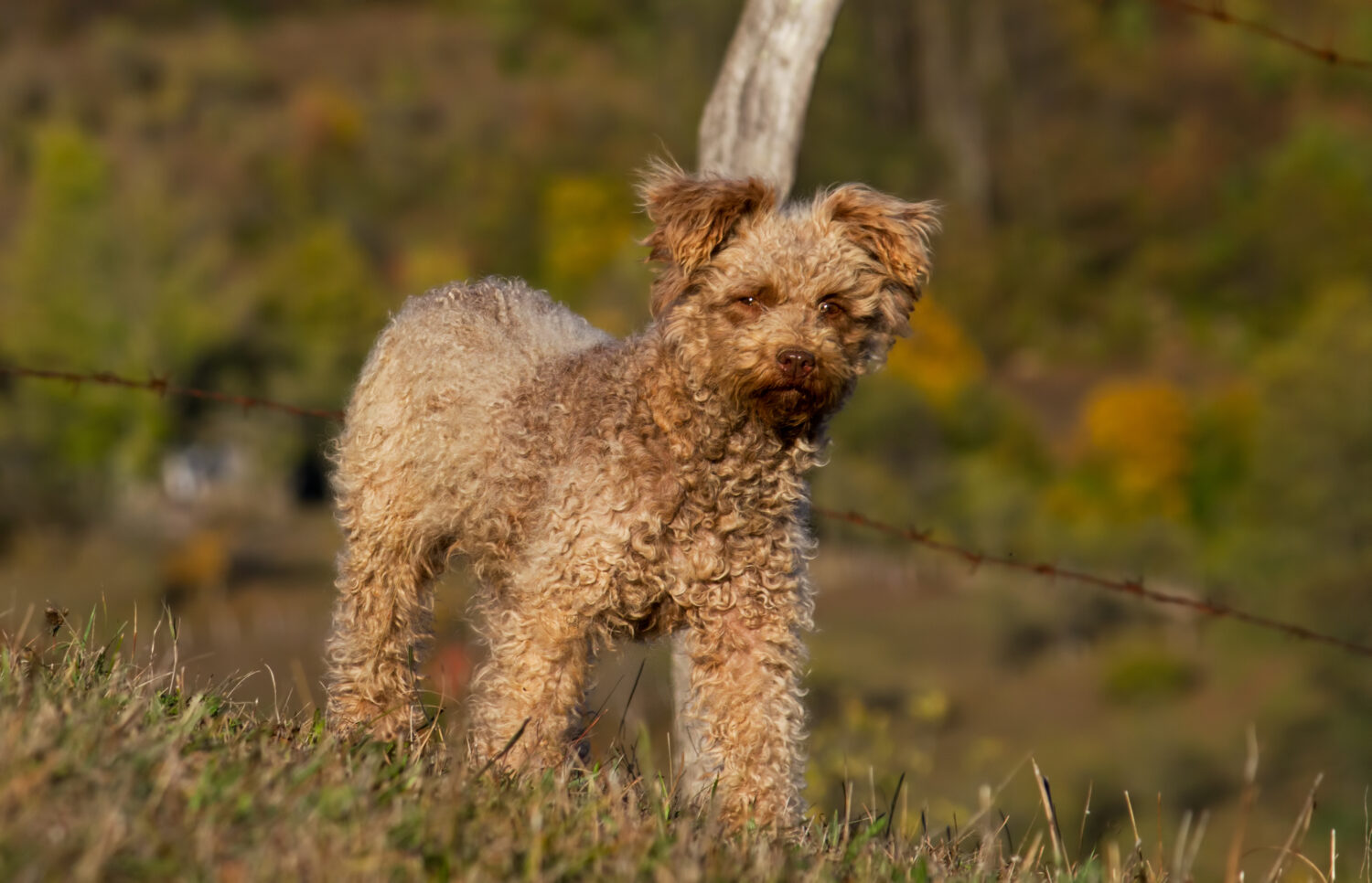 Pumi in der Natur