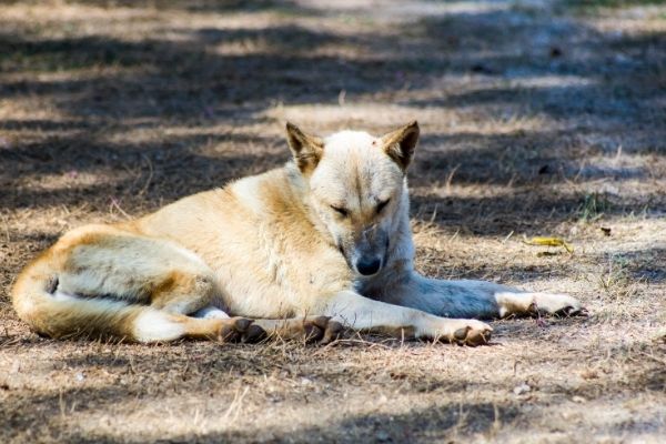 Pyodermie: heller Hund liegt auf der Straße