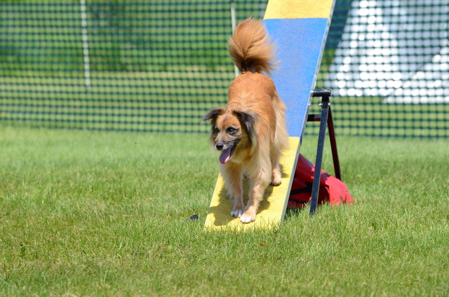 Berger des Pyrénées beim Hundesport Agility