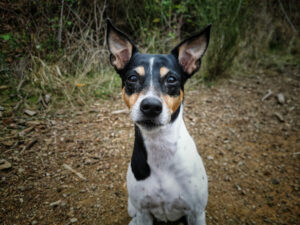 Ratonero Bodeguero Andaluz aufmerksamer Blick 