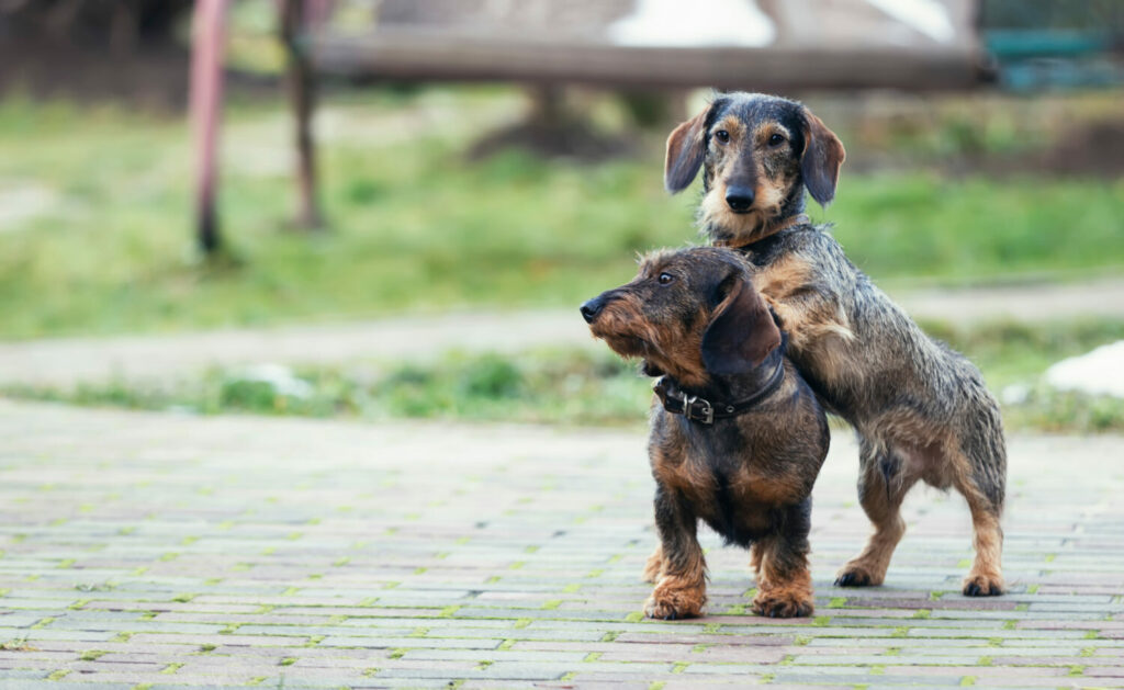 Dackel Steckbrief, Charakter, Wesen und Haltung