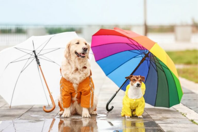 Regenmantel für den Hund im Test