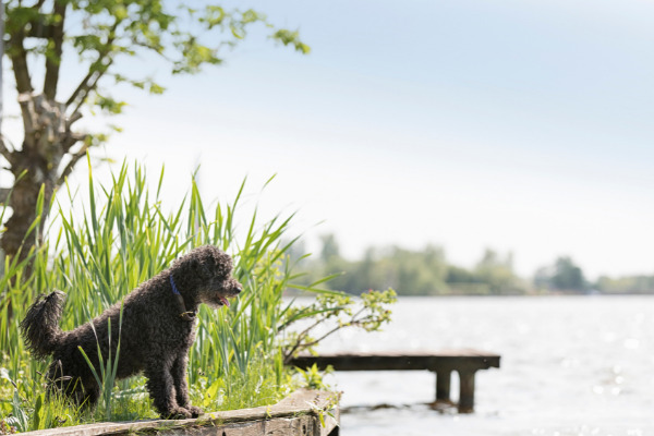 Reis für Hunde: Pudel am See