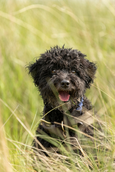 Reis für Hunde: Hund auf einer Wiese