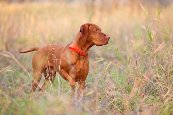 Reizangeltraining für Hunde: Ein gutes Training für Jagdhunde