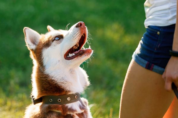 Reizangeltraining für Hunde: Hund schaut aufmerksam zu Herrchen hoch