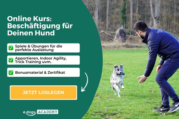 Reizangeltrainng für Hunde: Beschäftigungskurs der edogs Academy