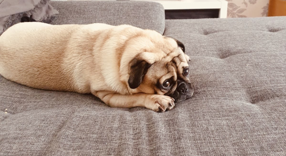 Retromops Steckbrief, Charakter, Wesen & Haltung edogs