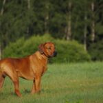 Rhodesian Ridgeback