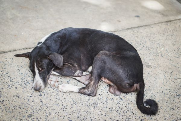 Rickettsiose: Hund liegt auf der Straße