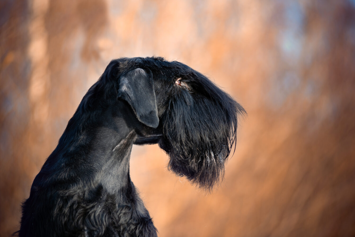 Riesenschnauzer Kopf