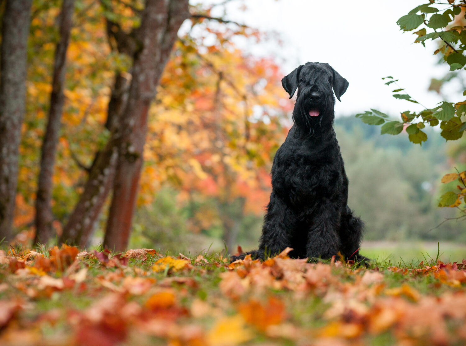 Riesenschnauzer im Sitzen