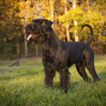 Riesenschnauzer in der Natur