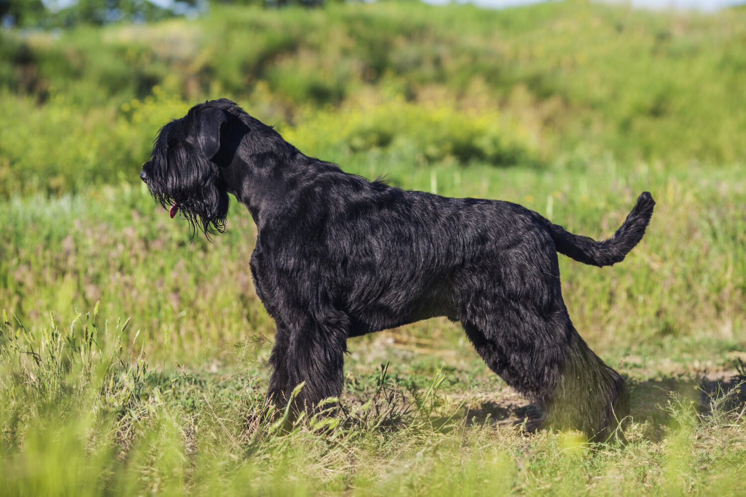 Riesenschnauzer von der Seite auf dem Gras