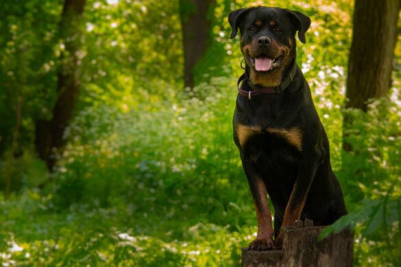 Tiernothilfe Ukraine: PETA rettet Tiere im Kriegsgebiet I edogs