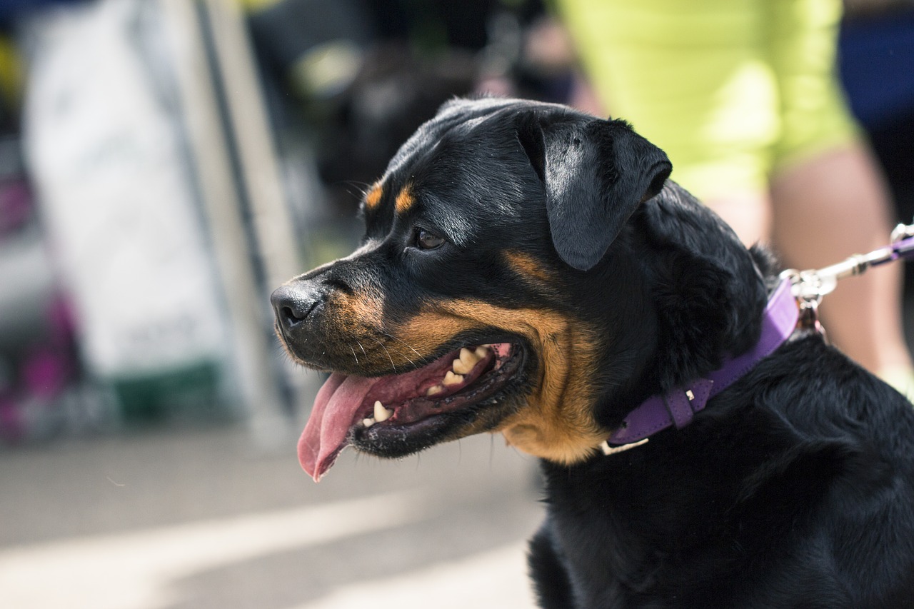 Rottweiler an der Leine