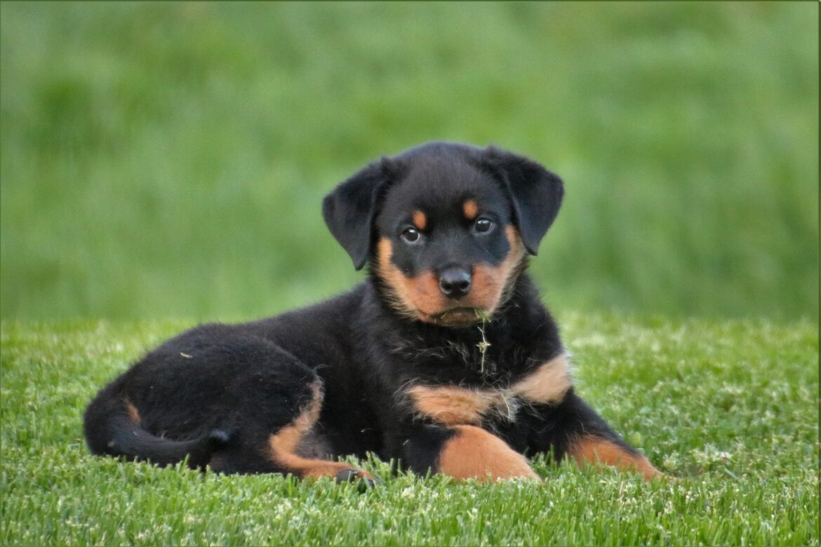 Rottweiler Steckbrief, Charakter, Wesen und Haltung