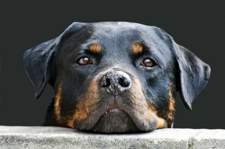 Rottweiler Steckbrief, Charakter, Wesen und Haltung