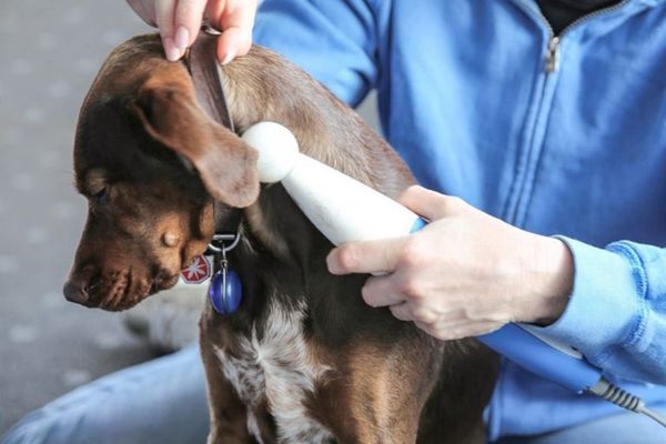 Rückenschmerzen Hund: Behandlung mit NeuroStim