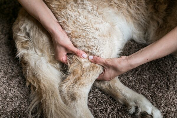 Rückenschmerzen beim Hund