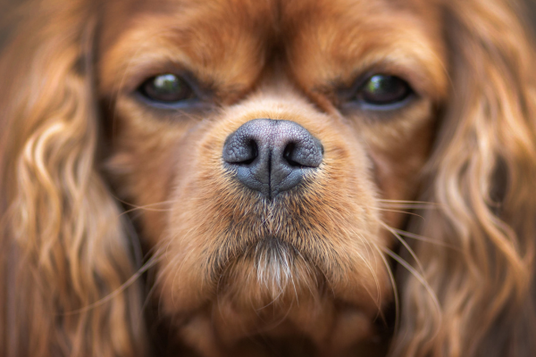 Rückwärtsniesen beim Hund