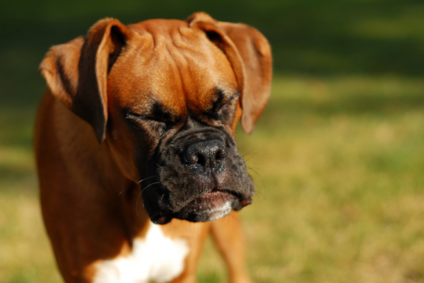 Rückwärtsniesen beim Hund