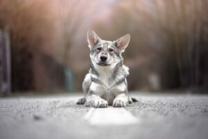 Saarlooswolfhund Welpe