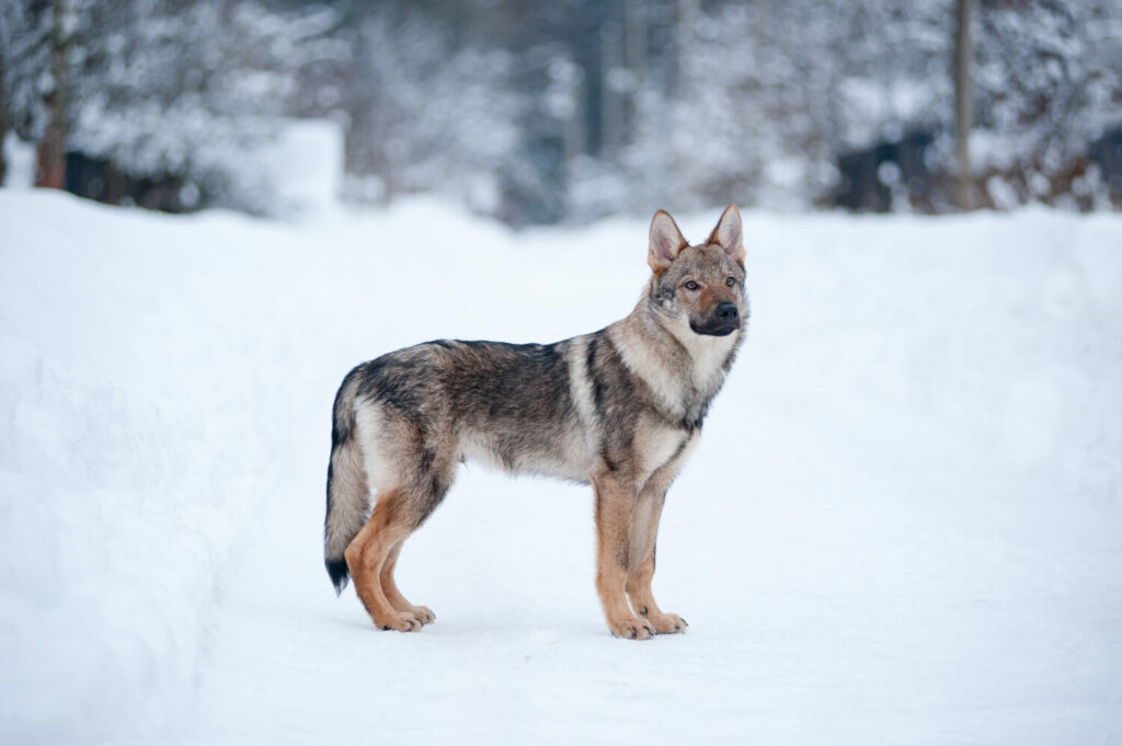 Saarloos Wolfhund im Schnee