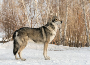 Saarloos Wolfhund von der Seite