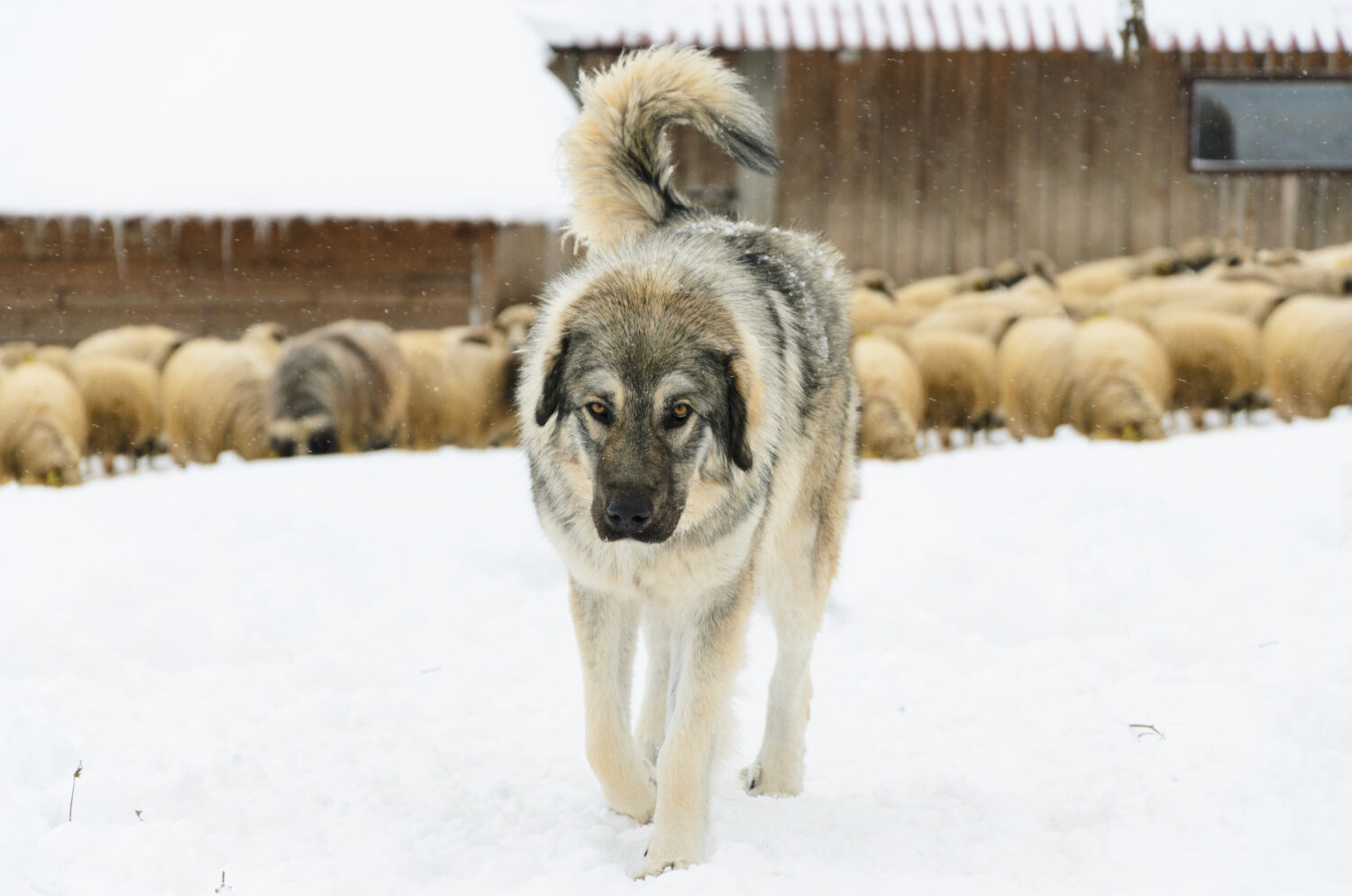 Sarplaninac im Schnee