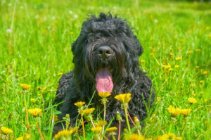 Russische Schwarze Terrier in der Wiese