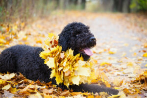 Russischer Schwarzer Terrier in der Natur