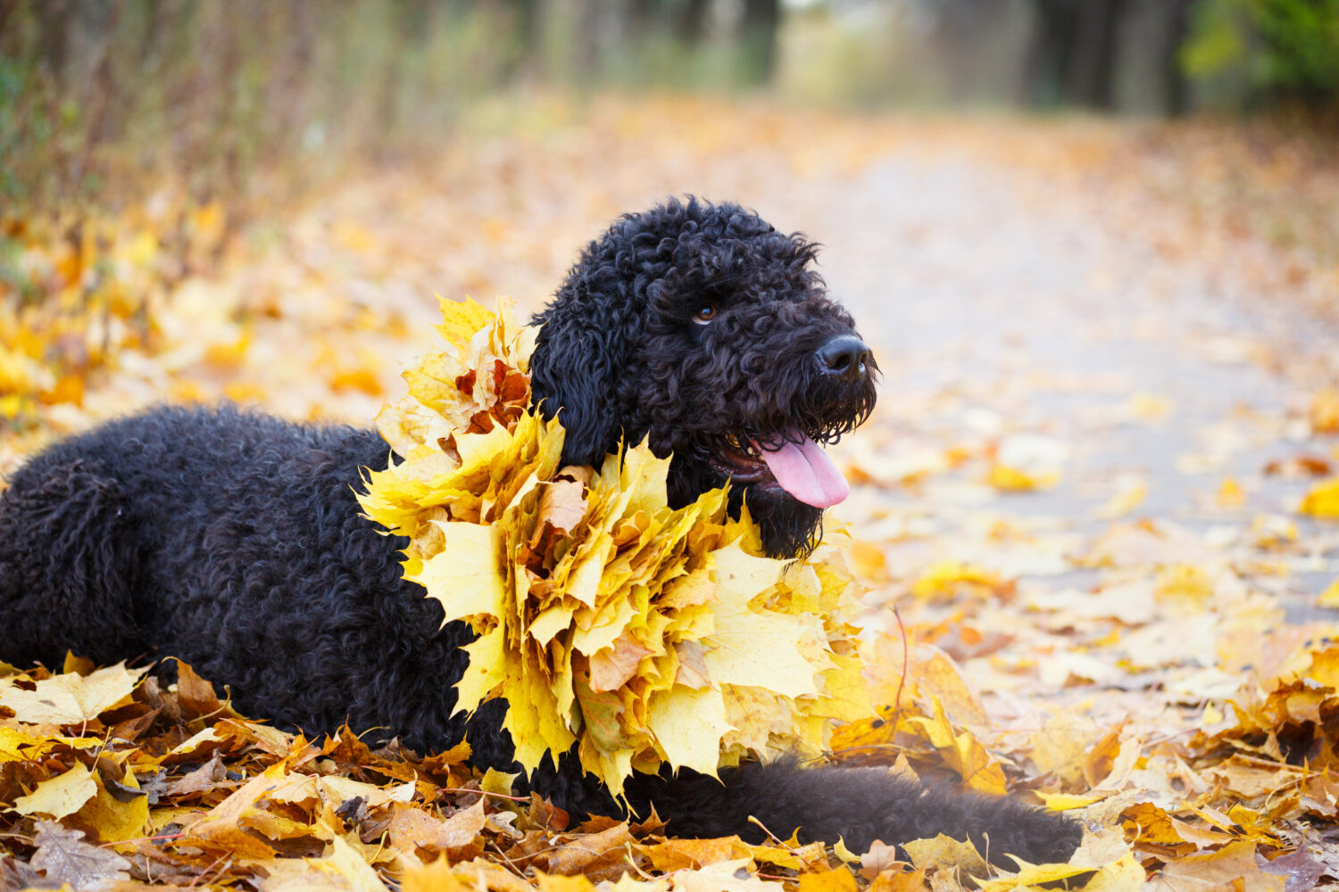 Russischer Schwarzer Terrier in der Natur