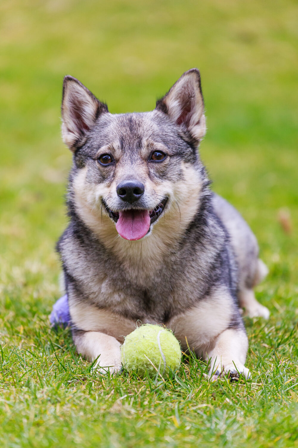 Schwedischer Vallhund auf dem Rasen