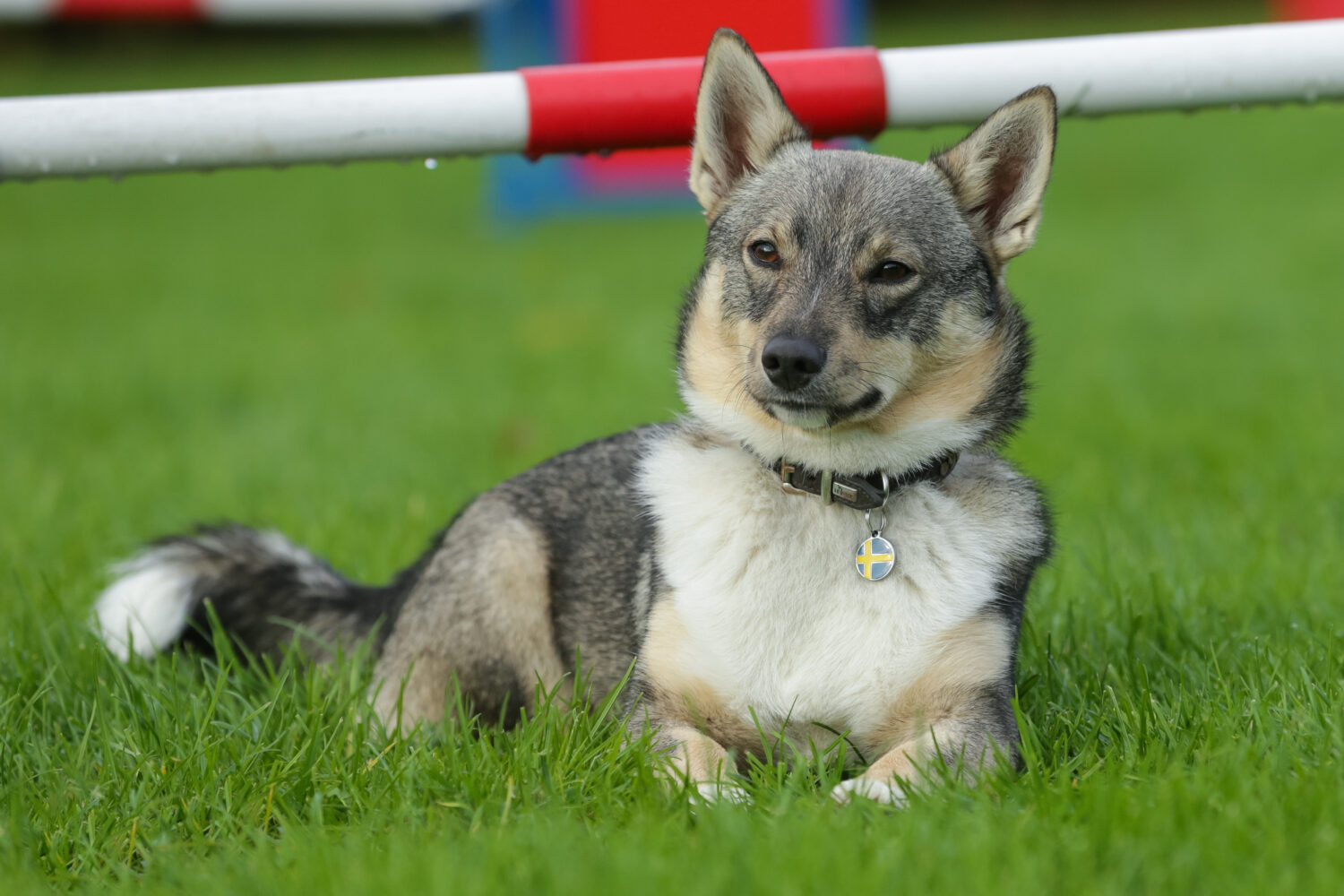 Västgötaspets im Liegen