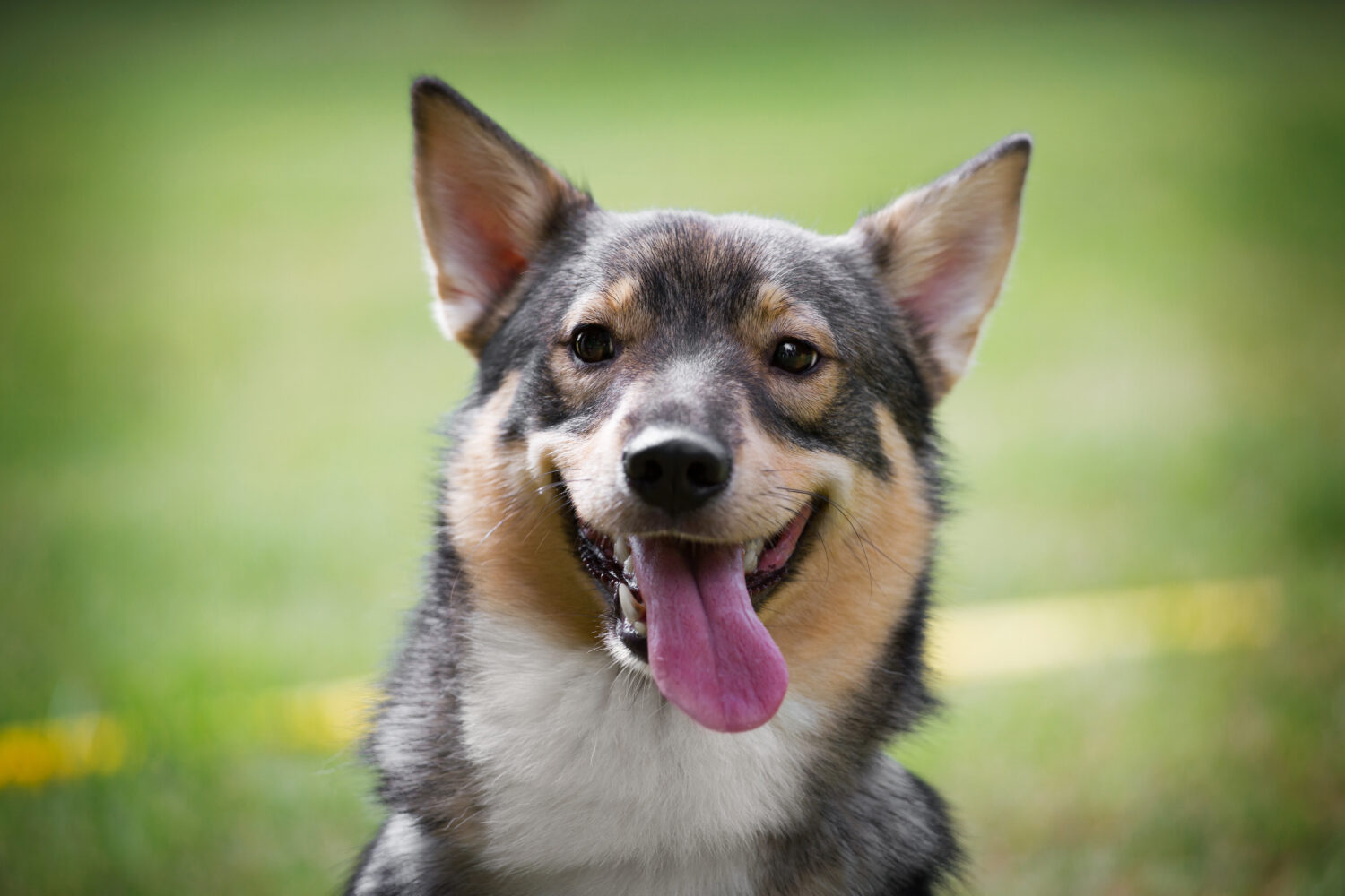 Schwedischer Vallhund im Portrait