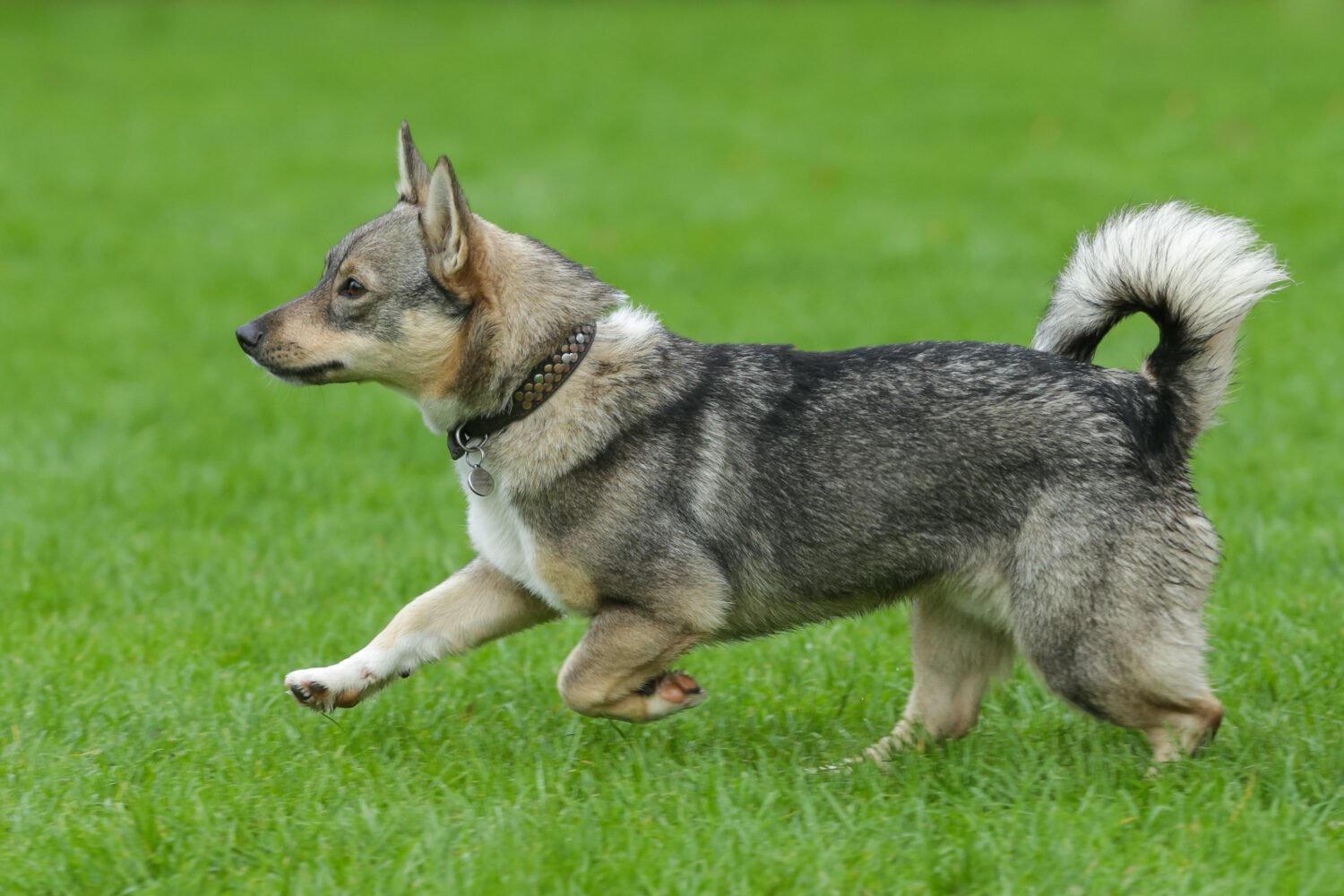 Schwedischer Vallhund von der Seite