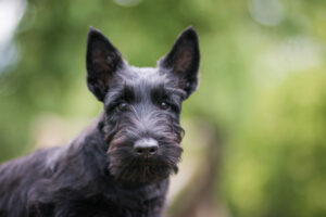 Scottish Terrier Kopf