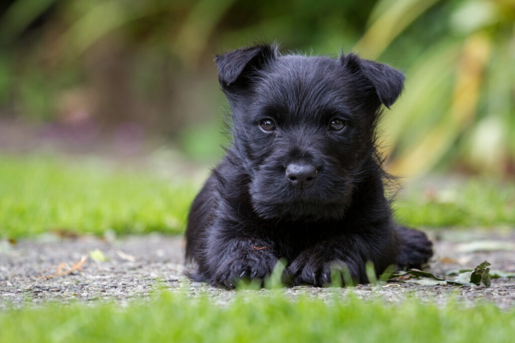 Scottish Terrier edogs