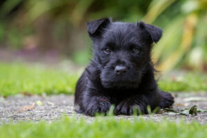 Scottish Terrier Welpe