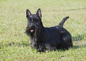 Scottish Terrier in der Natur