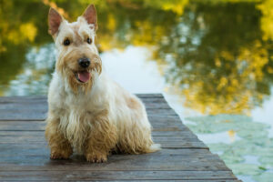 Scottish Terrier weiß