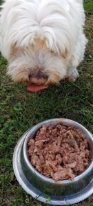 Malteser frisst das REICO Hundefutter aus dem Napf