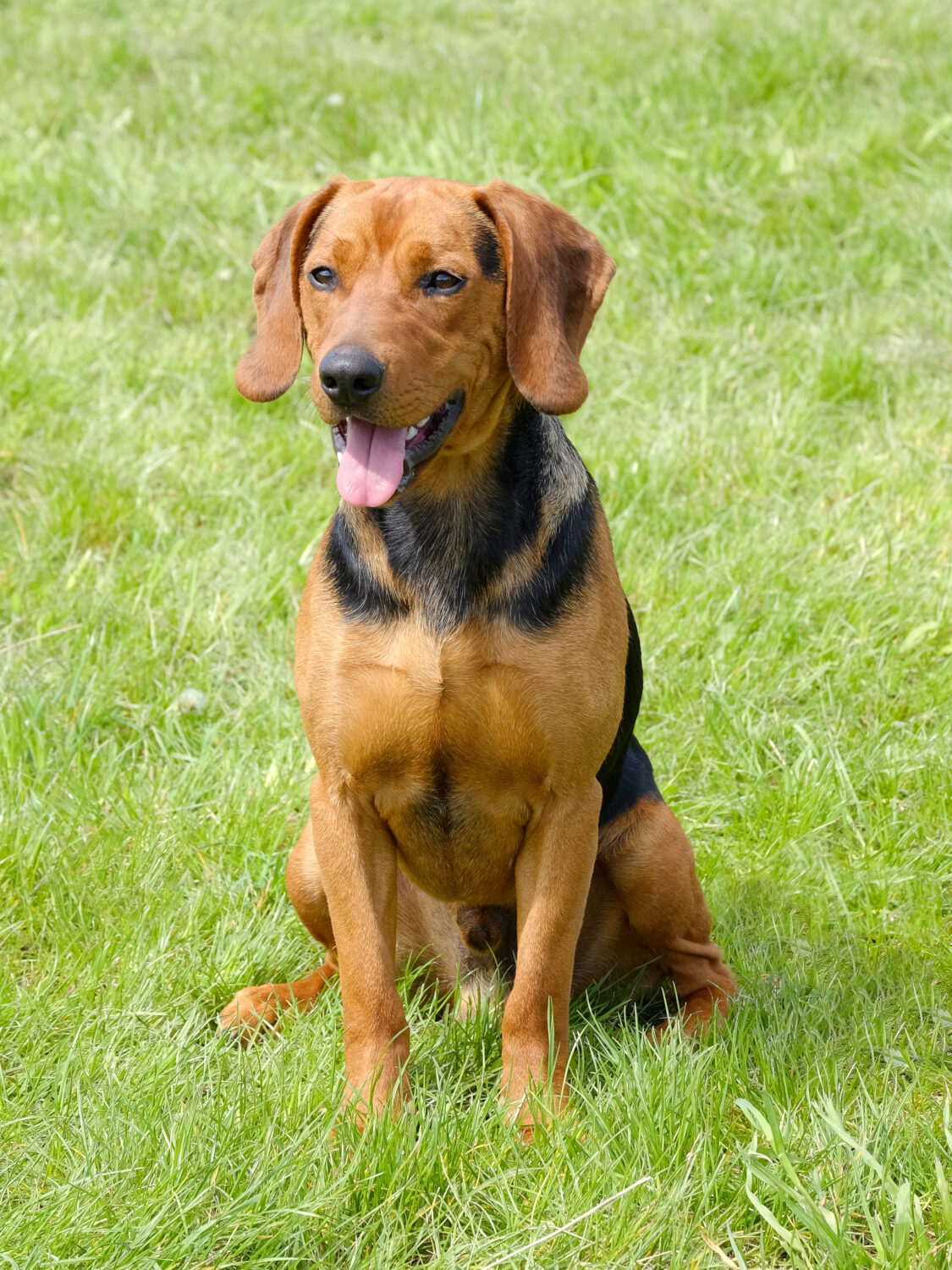 Serbischer Laufhund im Sitzen