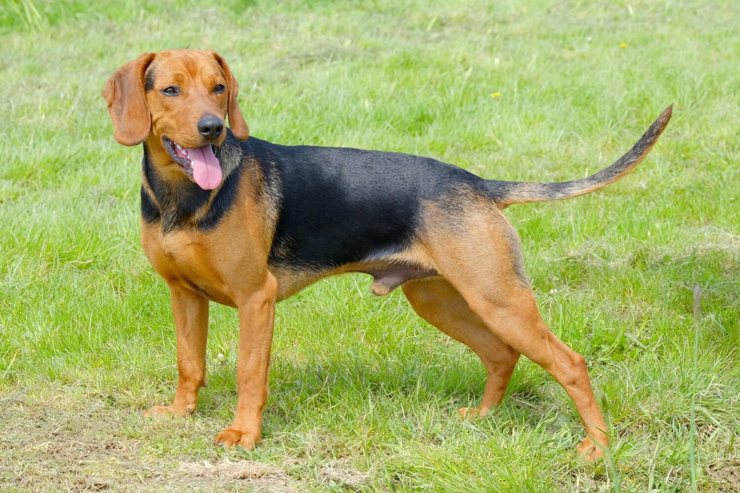 Serbischer Laufhund im Stehen