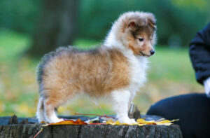 Shetland Sheepdog Welpe