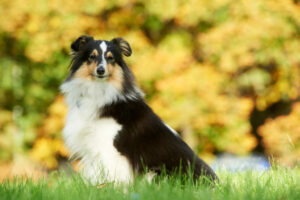 Shetland Sheepdog im Sitzen