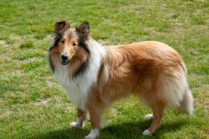 Shetland Sheepdog von der Seite